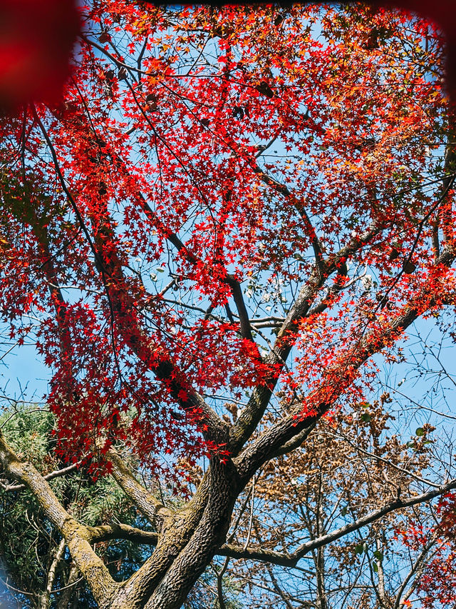 親測更新｜莫干山賞楓私藏路線