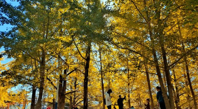 11月桂林深秋漫遊全攻略錯過等一年