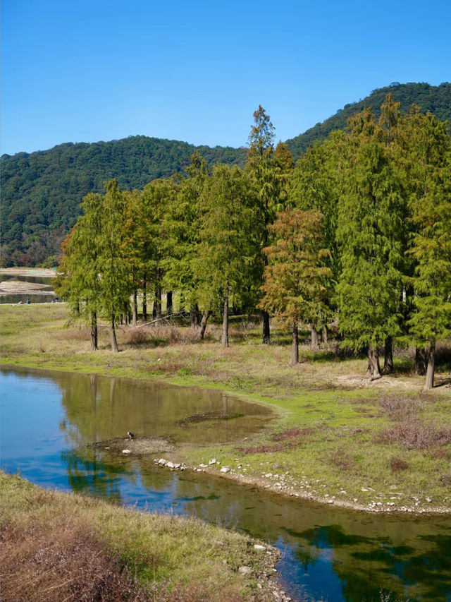 上海3h直達!初冬闖入畫龍村,在浙東古道邂逅瀑布梯田與治癒 上海3h直達!初冬闖入畫龍村,在浙東古道邂逅瀑布梯田與治癒