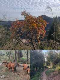 徒步萬金山：在宜昌的紅葉片海中，打卡原始山林與岩石山脊