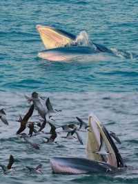 涠洲島追鯨全攻略｜秋冬限定5個月浪漫邂逅