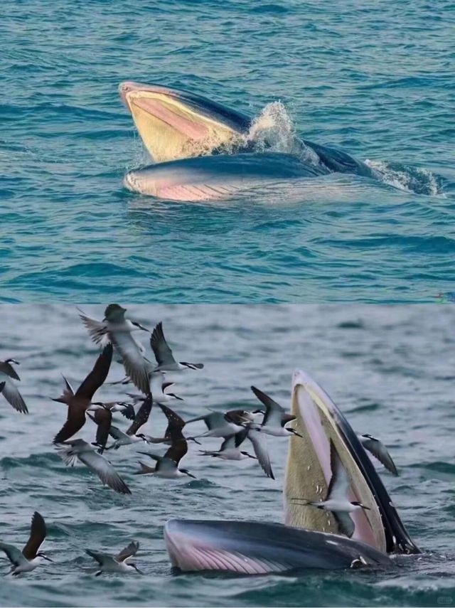 涠洲島追鯨全攻略｜秋冬限定5個月浪漫邂逅