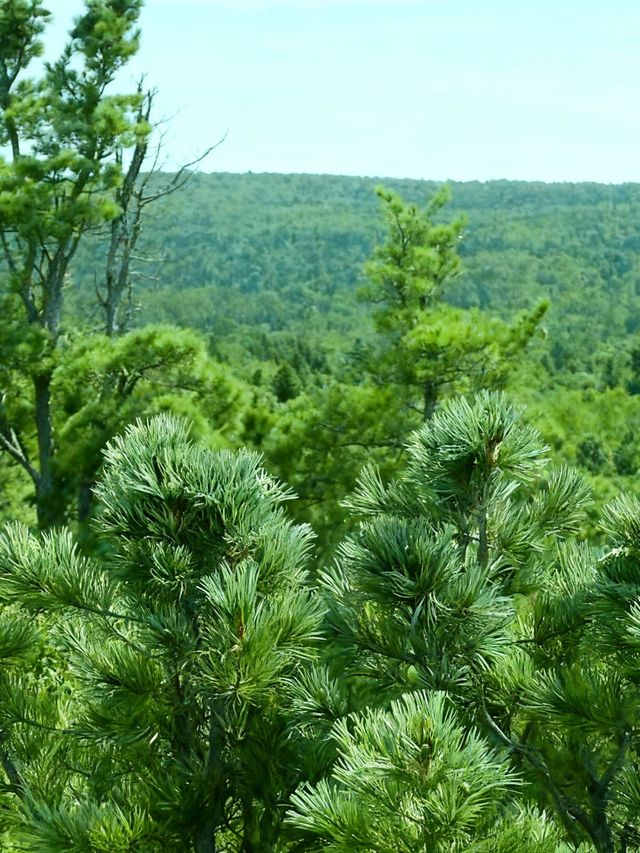 在伊春找到了現實版綠野仙蹤!!|湯旺河林海奇石的一天 在伊春找到了現實版綠野仙蹤!!|湯旺河林海奇石的一天
