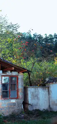 杭州出發|第 站黃山腳下週末兩日賞秋景