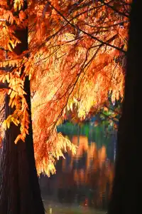 南京明孝陵燕雀湖水杉，油畫般的秋天