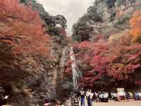 箕面公園|紅葉|箕面の滝