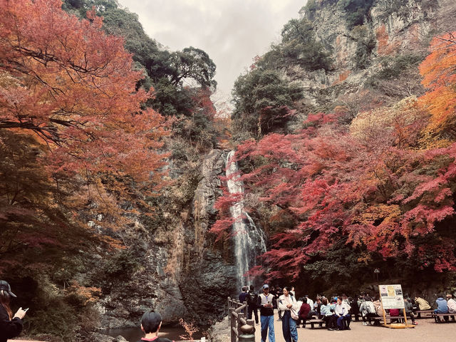 箕面公園|紅葉|箕面の滝 箕面公園|紅葉|箕面の滝