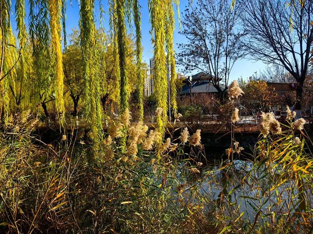 天津賞秋攻略｜這些地方才是秋天該有的樣子
