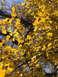 魔都賞秋必去園林