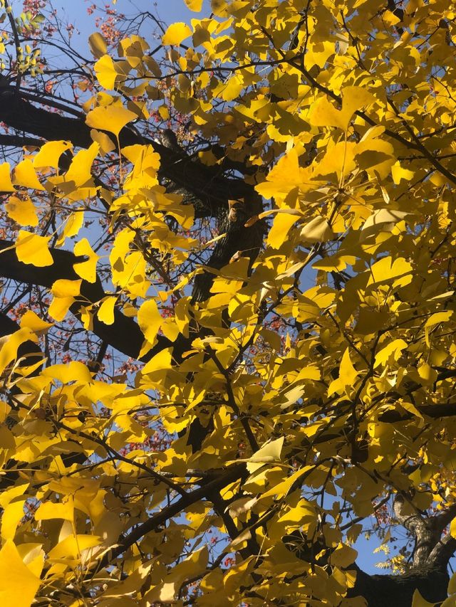 魔都賞秋必去園林