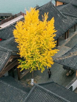 上海周邊99%人不知道錦溪古鎮隱世古寺銀杏