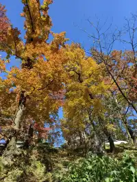 今日實況,指南村的楓葉紅了