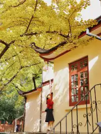 11.27這裡的絕美百年銀杏與梧桐沒人拍，快衝