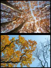 人你好,我是靈谷寺的咪,來看看我和秋天嗎