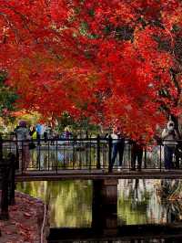 上海魯迅公園｜初冬限定！這片紅楓林美到窒息