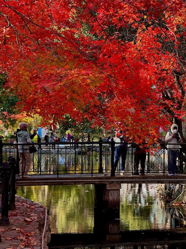 上海魯迅公園｜初冬限定！這片紅楓林美到窒息