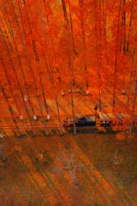 江蘇這片紅杉秘境美炸了!12月最佳觀賞期僅剩2週