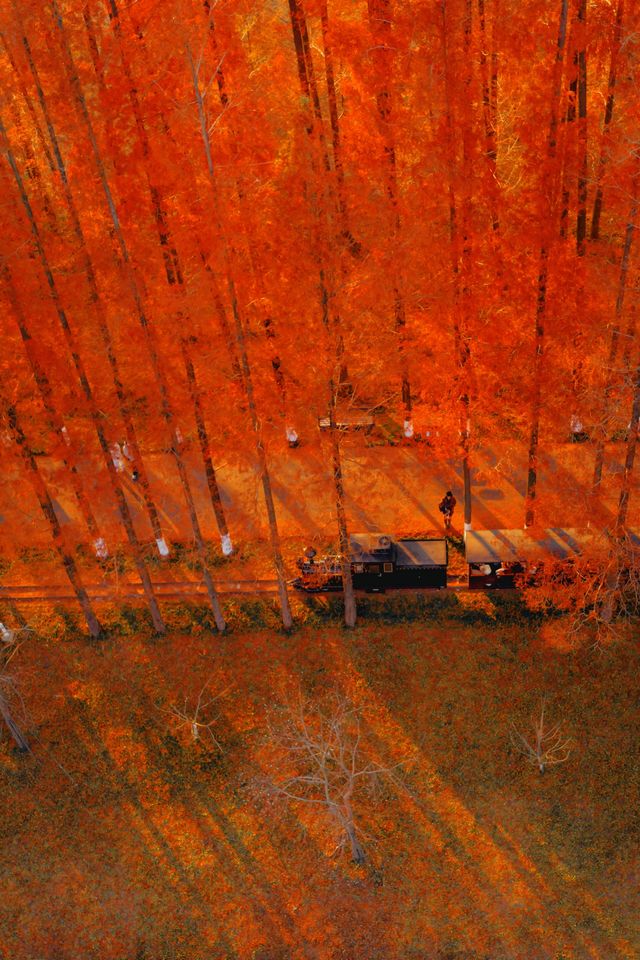 江蘇這片紅杉秘境美炸了!12月最佳觀賞期僅剩2週 江蘇這片紅杉秘境美炸了!12月最佳觀賞期僅剩2週