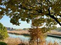 蘇州私藏秋日寶藏|太湖湖濱濕地公園,免費美到驚嘆