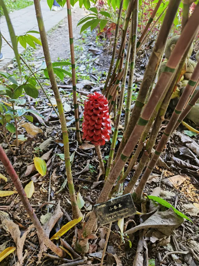 超值的!版納中科院植物園強推 超值的!版納中科院植物園強推