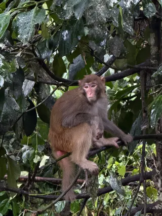 野象谷⥤西雙版納