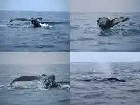 你永遠可以相信一個J人的冰島環島攻略(下)