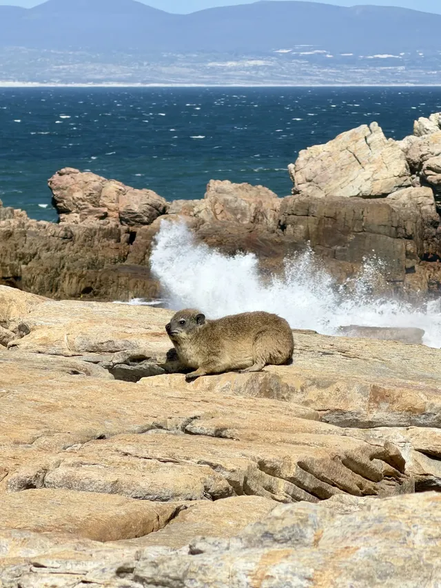南非｜赫曼努斯-世界最佳陸地觀鯨地
