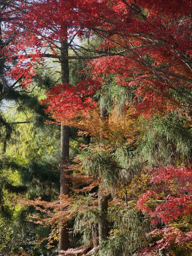 算了，和你們沒來過雄莊的人說不清楚