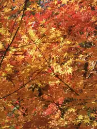 上海出發 帶娃賞秋棲霞山