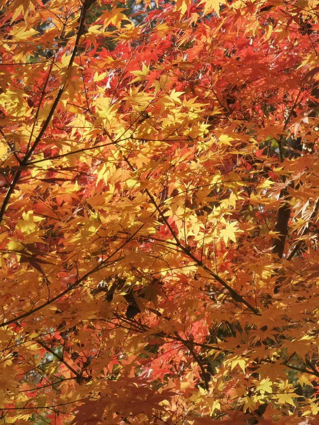 上海出發 帶娃賞秋棲霞山