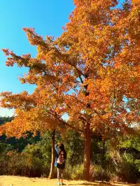 大棠楓香林.你沒看錯.這是香港的楓葉林喔