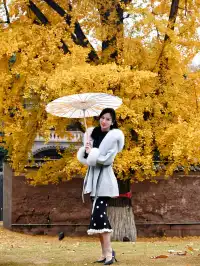 重慶銀杏|舉人樓今日實況,含「金」量超高!