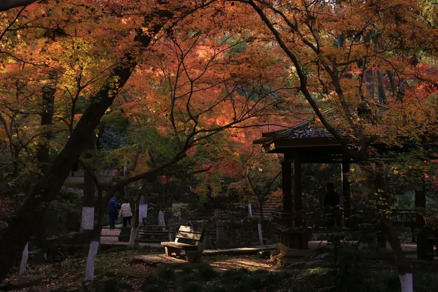 12.3|虞山紅楓進度99% (附路線圖 12.3|虞山紅楓進度99% (附路線圖