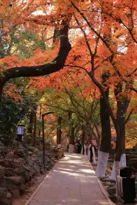 12.3|虞山紅楓進度99% (附路線圖