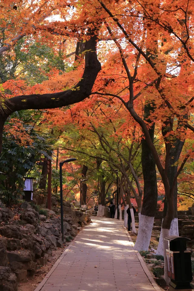 12.3|虞山紅楓進度99% (附路線圖 12.3|虞山紅楓進度99% (附路線圖