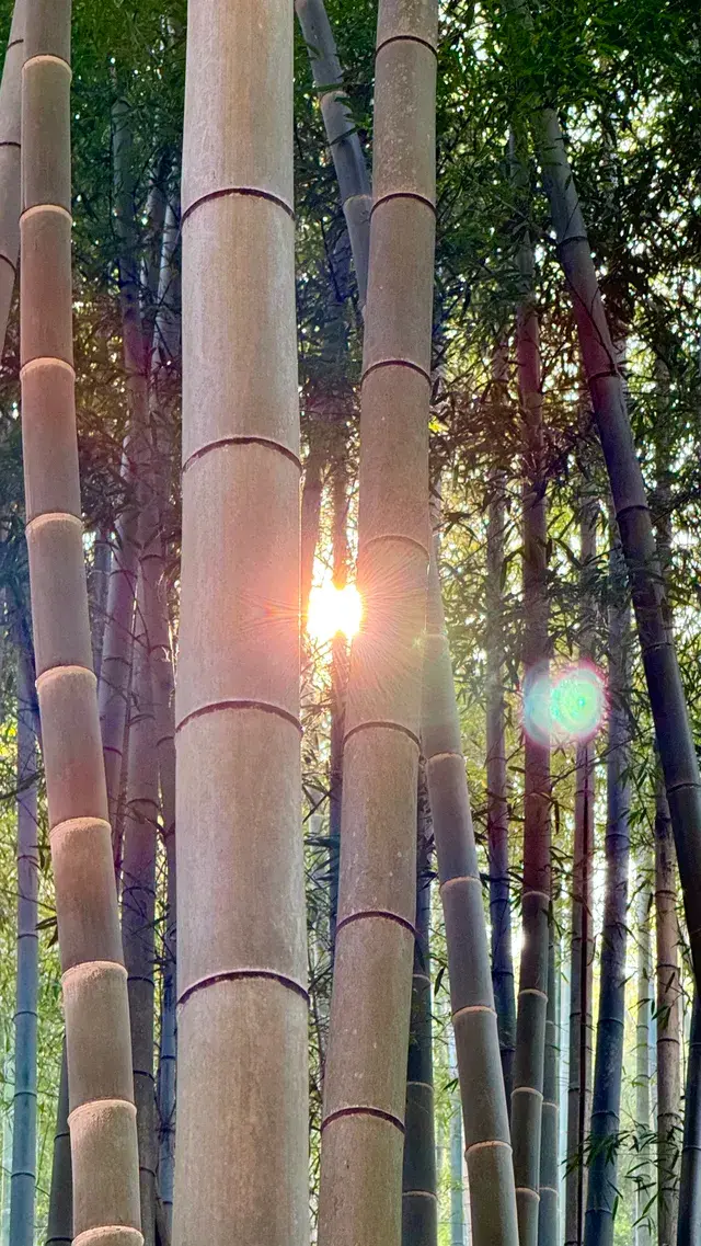 12月的莫干山美到失語徒步百年古道 12月的莫干山美到失語徒步百年古道