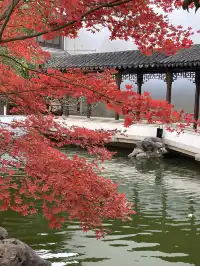 12月3日實況無濾鏡,秋意濃時楓葉紅