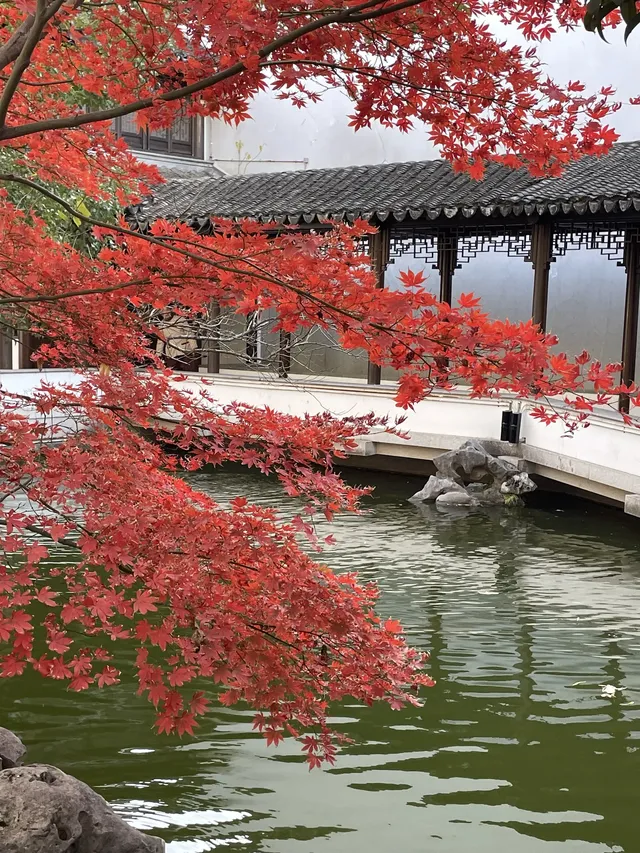 12月3日實況無濾鏡,秋意濃時楓葉紅 12月3日實況無濾鏡,秋意濃時楓葉紅