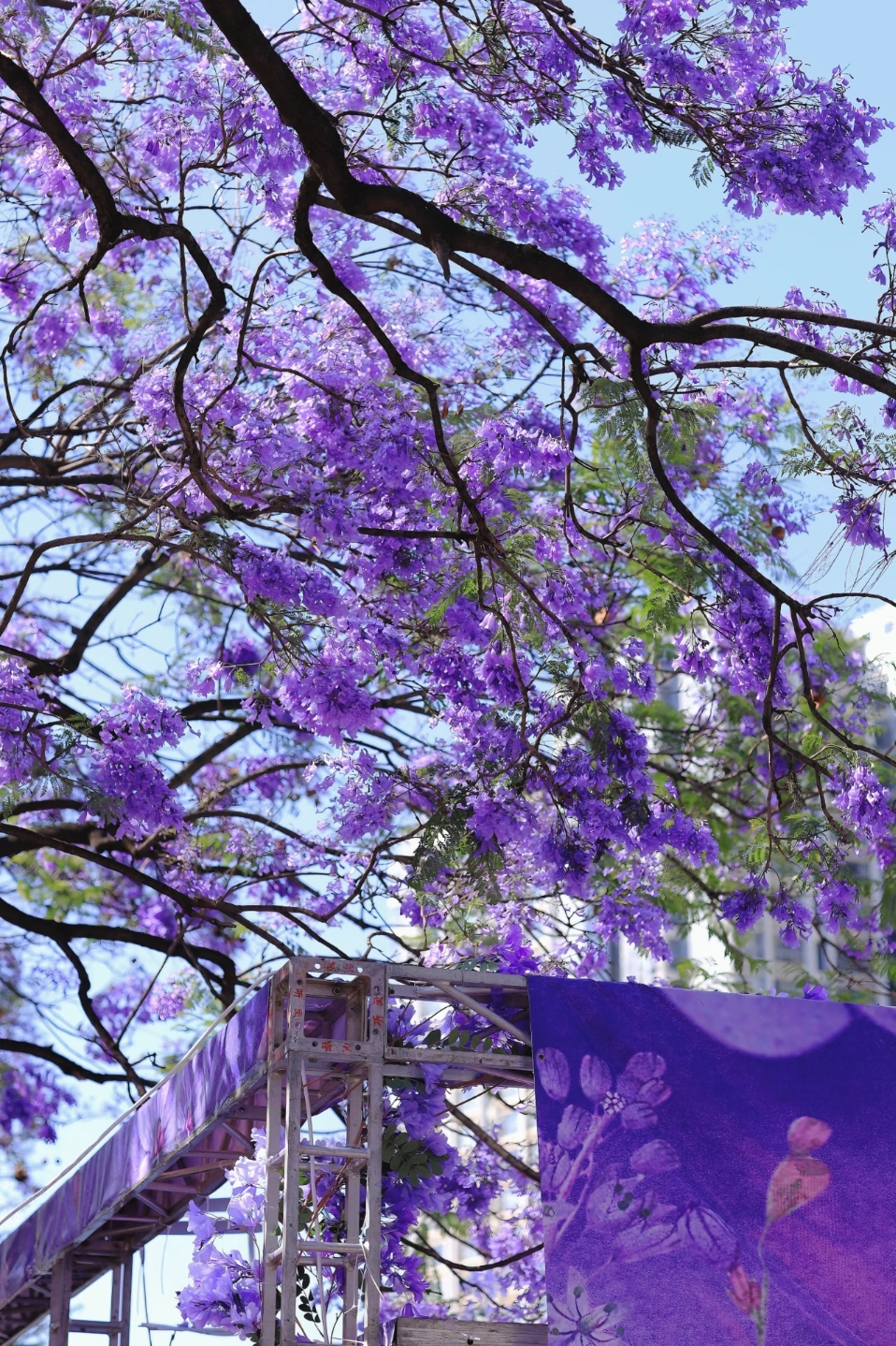 Jacarandas are about to "take over" Kunming! 🌸🌺🌼
📍 Jiaochang Middle Road (Wuhua District)
- 2 kilometers long with 551 large trees, their canopies connected to form a stunning blue-purple tunnel.
- The 7th Jacaranda Cultural Tourism Season’s murals, creative markets, and sightseeing routes are all here!
- Exit C of Sujiatang Station on Metro Line 4, bus routes 65/104 go directly here.
- Recommended visiting times: early morning 8-10 AM or evening 4-6 PM to avoid crowds and enjoy the best lighting.
📍 Hongjin Road (Beishi District)
- Very high planting density, a forest of flowering trees, much quieter than Jiaochang Middle Road.
- Perfect for strolling, picnics, and portrait photography; the purple flowers in the morning mist are especially gentle.
- Within walking distance from Exit B of Linyuqiao Station on Metro Line 2.
📍 Tiepi Alley (Caiyunli Creative Park)
- Red brick walls paired with blue-purple flower shadows create an artistic vibe!
- At the end of the alley, the café terrace overlooks fallen flowers covering the bluestone pavement, a hidden gem for photos.
📍 Qianwei West Road (Xishan District)
- 1,192 neatly arranged Jacaranda trees, wide sidewalks ideal for leisurely photography.
- Accessible by bus routes 109/166, great for driving or cycling sightseeing.
💐 Flower Viewing Tips:
1. Flowering period reference: early bloom mid-late April, peak bloom April 25 - May 15, late bloom late May (fallen flowers form a carpet).
2. Photography tips: shoot upwards with blue sky as background for purple flowers; low angles for fallen flowers; wear light-colored clothes for better photos!
3. Travel advice: prioritize taxis or metro on popular routes to avoid parking difficulties; sightseeing routes include creative ice cream and allow unlimited rides!
4. Civilized flower viewing: do not shake trees, pick flowers, or block paths for photos!