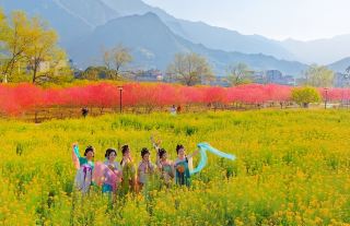 寧徳の春の花見ルート、花海と古村が心に響く美しさ