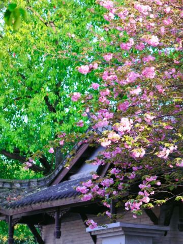 Best Cherry Blossom Viewing Time Guide | Trip.com Chongqing