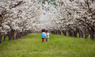 เส้นทางเดินเท้าซางโจวในฤดูใบไม้ผลิ