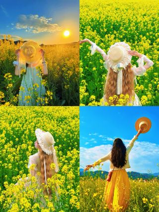 Rapeseed Flower Wonderland at Sunset