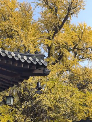 古樹風采（三）