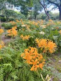 來看石蒜花海