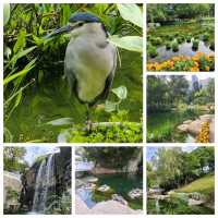 新春的香港公園x太古廣場🐇🎊🌺