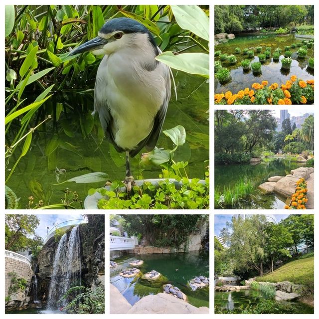 新春的香港公園x太古廣場🐇🎊🌺