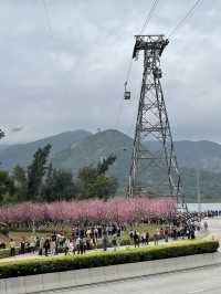 機場櫻花園！期間限定香港賞🌸秘景