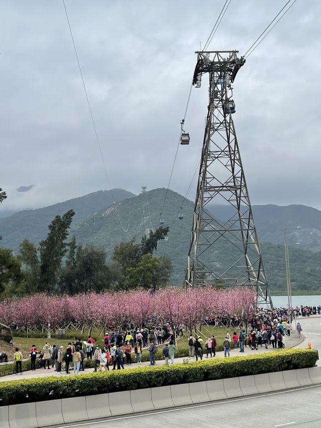 機場櫻花園！期間限定香港賞🌸秘景