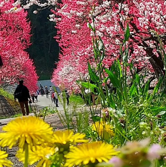 花桃の里